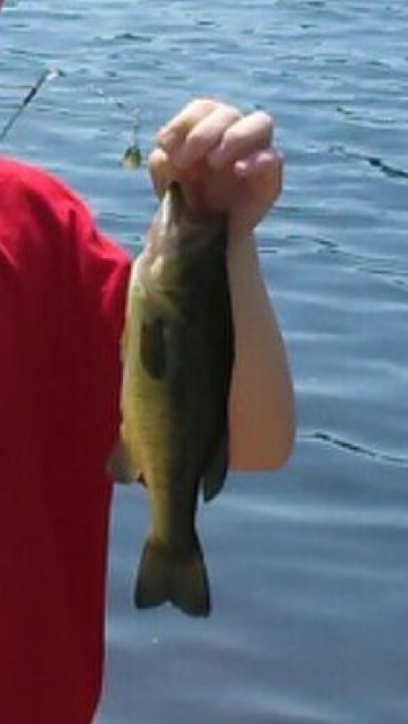 Bass